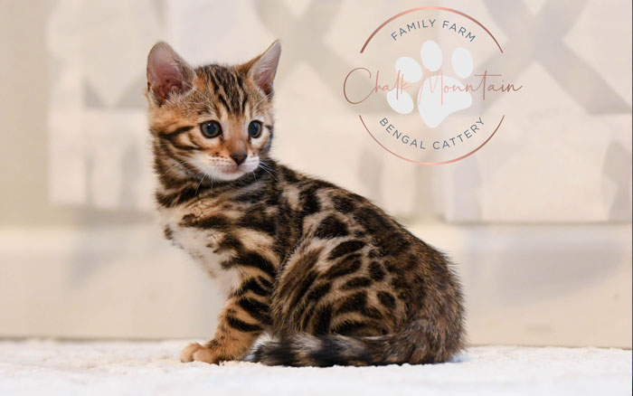 Bengal kitten for sale